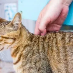Une main caresse le dos d'un chat tigré brun. Le chat semble apprécier ce moment de tendresse.