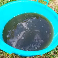 Un secchio turchese contiene un liquido scuro e torbido, probabilmente un macerato di aglio, con bollicine che affiorano.