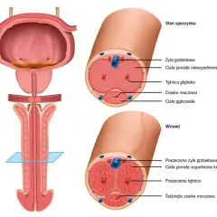 Anatomia penisa w stanie spoczynku i wzwodu. Rysunek przedstawia przekroje, ukazując budowę ciał jamistych i cewki moczowej. Zapach penisa jest złożony.