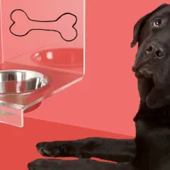 Un perro negro mira con desconfianza un cuenco de agua vacío. ¿Será que mi perro no bebe agua?