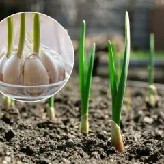 Jakie nawozy pod czosnek? Najlepsze sposoby na zdrowe plony