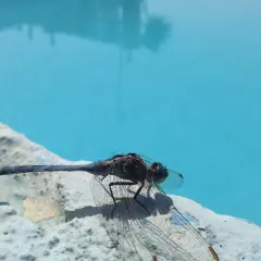 Un insecte, une libellule, se repose sur le bord d'un étang bleu vif.