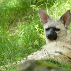Un lobo de tierra descansa en la hierba alta, con sus grandes orejas atentas y su pelaje rayado camuflándose.