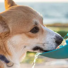 Un perro bebe agua de un bebedero portátil. La cantidad de cuanta agua debe beber un perro varía según su tamaño y actividad.