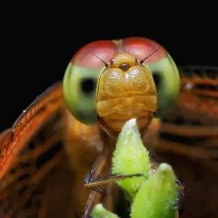 Macro insect photography captures a dragonfly's striking red and green eyes, intricate wings, and fuzzy green plant.