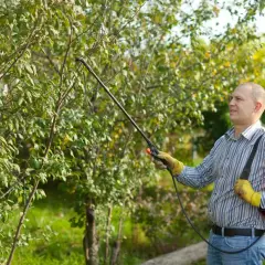 Un homme traite un arbuste avec un pulvérisateur, utilisant peut-être du nordox ou de la bouillie bordelaise pour protéger les plantes.