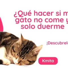Gato atigrado durmiendo. Texto: "¿Qué hacer si mi gato no come y solo duerme?". Descubrelo!