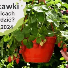 Jak sadzić truskawki w doniczce, aby uniknąć najczęstszych błędów