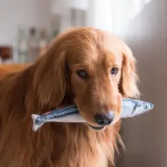 Złoty retriever z pluszową rybką w pysku. Czy psy mogą jeść ryby? Ten psiak chyba już wie!