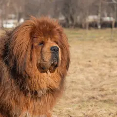 Ein majestätischer tibetanischer Mastiff mit dichtem, braunem Fell steht auf einem Feld.