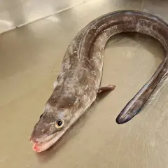 Un poisson congre, long et sinueux, repose sur une surface métallique. Sa peau marbrée et ses yeux vifs captivent le regard.