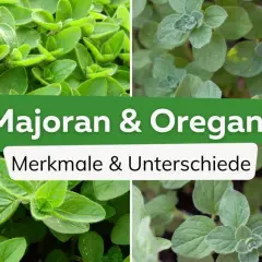 Vier Bilder zeigen Majoran und Oregano. Der Text "Majoran & Oregano Merkmale & Unterschiede" erklärt den Unterschied zwischen den Kräutern.
