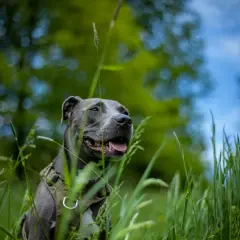 Szary amstaff w zielonej trawie, zadowolony z życia. Ile żyje amstaff? Tyle, ile mu zapewnimy miłości i troski.