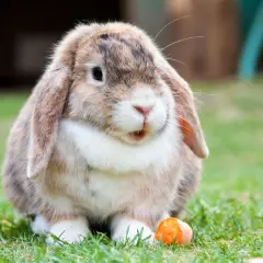 Un tierno conejo de orejas caídas, con pelaje marrón y blanco, parece soñar con conejos mientras mira una zanahoria en la hierba.