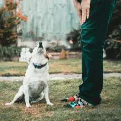 Biały piesek siedzi na trawie i patrzy w górę na swojego pana. Widać, że nie ma mowy o spa dla psa, bo czeka go pewnie jakaś zabawa.