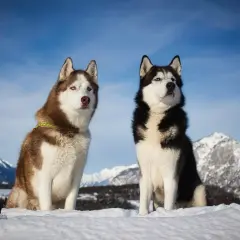Zwei wunderschöne Husky-Rassen mit blauen Augen sitzen im Schnee vor einer Bergkulisse.