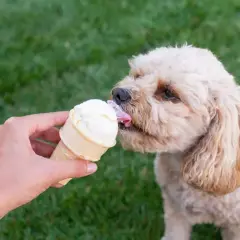 Czy pies może jeść lody? Poznaj prawdę i bezpieczne alternatywy dla pupila
