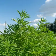Cuándo plantar marihuanas exterior para evitar errores comunes