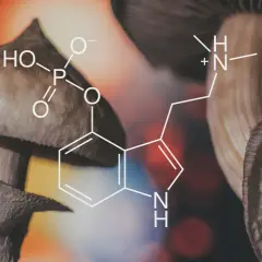 Grzyby halucynogenne z nałożonym wzorem chemicznym psylocybiny.