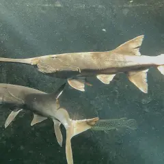 Deux poissons spatule nagent dans l'eau trouble, leurs longs museaux pointant vers l'avant.