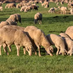 Bacówka u Wojtka: Prawdziwy smak Pienin i góralska przygoda
