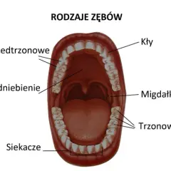 Z czego są zęby? Odkryj tajemnice ich budowy i funkcji