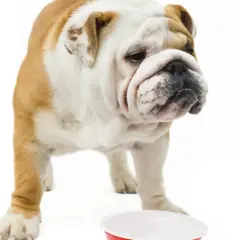 Bouledogue anglais boudeur devant sa gamelle vide. On dirait que mon chien fait des caprices pour manger.