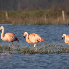 Drei rosafarbene Flamingos stehen im flachen Wasser des Zwillbrocker Venns, umgeben von Schilf.