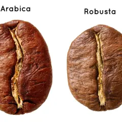 Dwa ziarna kawy: po lewej większa, owalna Arabica, po prawej mniejsza, okrąglejsza Robusta.
