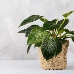 Kwiat filodendron 'Birkin' w plecionym koszu, z ciemnozielonymi liśćmi ozdobionymi białymi żyłkami.