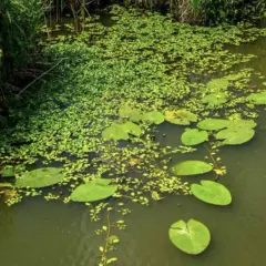 Un étang verdoyant où la jussie flotte parmi les nénuphars, avec des roseaux sur la rive.