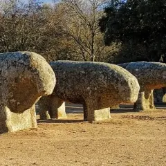 Cuatro verracos de piedra, como los de la ganadería La Guadamilla, posan en un campo soleado, evocando la historia.