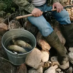 Wiadro z rybami i wędkarz w gumowcach. Czy to okres ochronny lina?