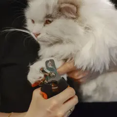 Persona corta las uñas a un gato blanco y esponjoso con un cortaúñas.