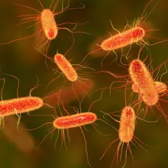 Bakteria coli, skąd się bierze? Te pomarańczowe pałeczki z licznymi wiciami to właśnie E. coli, powszechnie występująca w przewodzie pokarmowym.