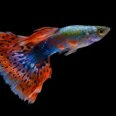 Un magnifique poisson guppy aux couleurs vives, un poisson d'eau dure, nage dans l'obscurité.