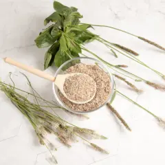 Psyllium vertus : une cuillère en bois remplie de poudre de psyllium dans un bol, entourée de tiges de plantain.