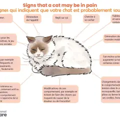 Un chat aux poils longs, aux yeux mi-clos, montre des signes de douleur. Attention, certaines plantes comme le calla sont toxiques pour les chats.