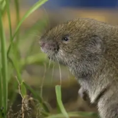 Eine bayerische Kurzohrmaus späht neugierig aus dem hohen Gras.