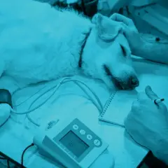 Cane sdraiato, con bracciale alla zampa, mentre un veterinario prende appunti. Potrebbe essere monitorato per un igroma articolare.