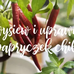 Czerwone i zielone papryczki chili zwisają z gałązek. Napis głosi "wysiew i uprawa papryczek chili".