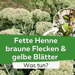 Fette Henne mit braunen Flecken und gelben Blättern. Was tun? Hilfe bei Krankheiten der Fetthenne.