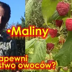 Kiedy jest sezon na maliny? Poznaj najlepszy czas na zbiór owoców