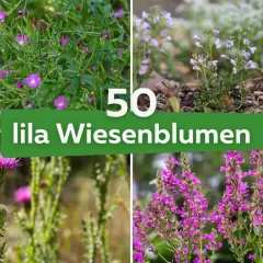 Vier Bilder von lila Wiesenblumen, darunter Karde und Weidenröschen. Die Namen der lila Blumen sind hier zu finden.