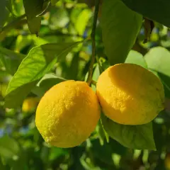 Limoni maturi su un ramo, pronti per la concimazione fogliare agrumi periodo.