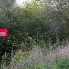 Rezerwat Przyrody Wyspy Zawadowskie – co warto wiedzieć przed zwiedzaniem?