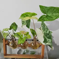 Kilka odmian kwiatu syngonium w szklanych wazonach na drewnianym stojaku, z liśćmi w odcieniach zieleni i bieli.