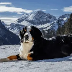 Un boyero de Berna descansa en la nieve, con majestuosas montañas nevadas y pinos de fondo.