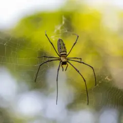 Ragno giallo e nero, un predatore delle cimici, attende paziente nella sua tela.