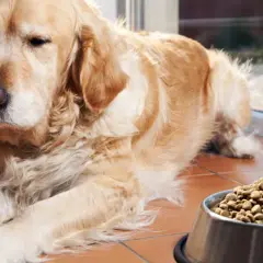 Golden Retriever: Ile karmy? Sekrety zdrowej wagi psa